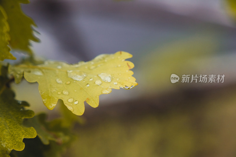 立秋时节沾满雨水的叶片