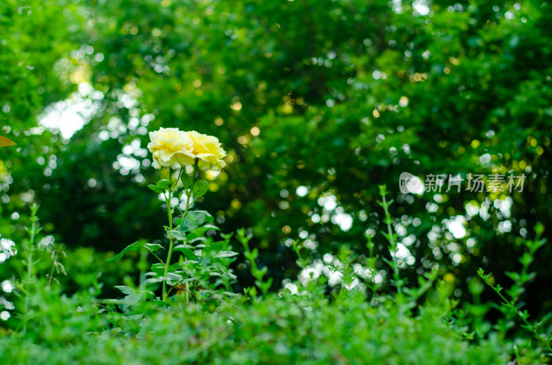 黄色蔷薇盛开在草地上