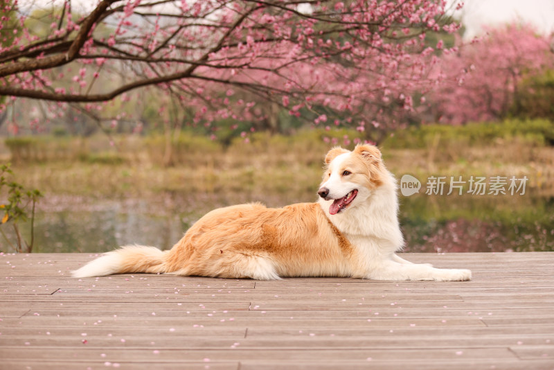 趴在湖边梅花树下的边境牧羊犬