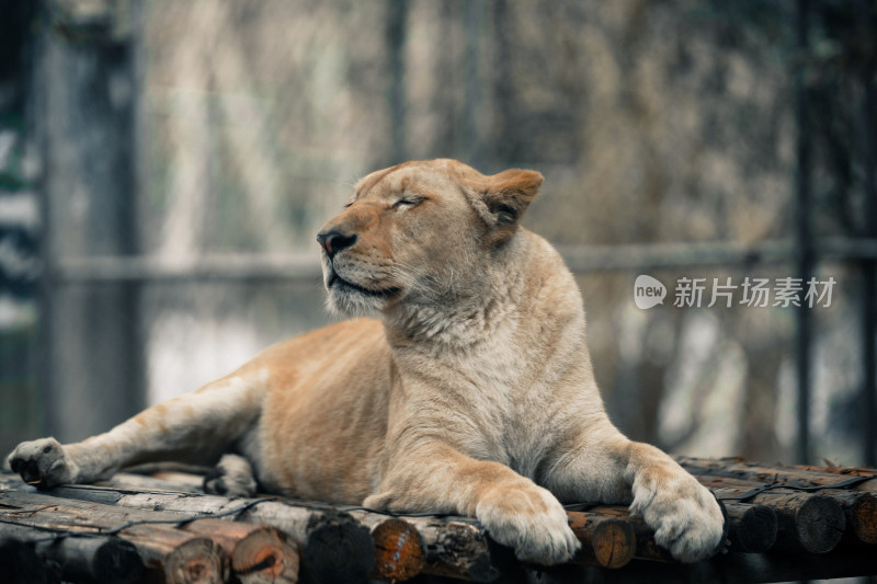 母狮子 狮子 威武 雄壮 休息 哺乳动物