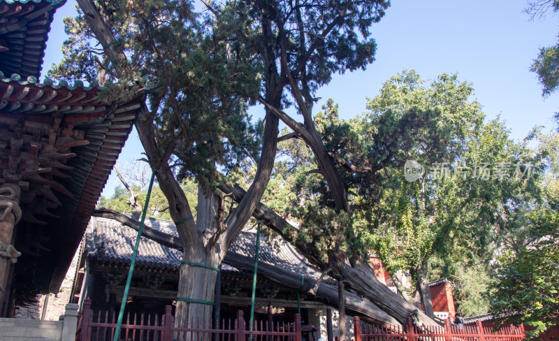 山西太原晋祠寺三千年侧柏