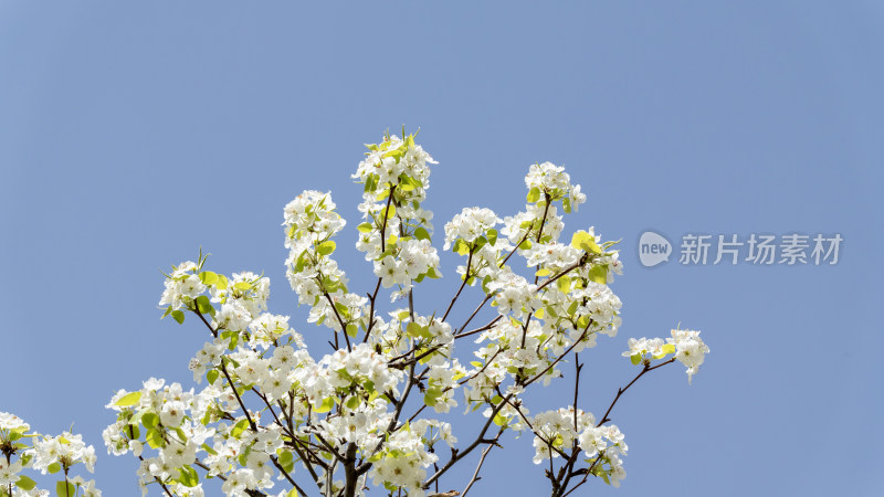 梨花白色的花朵春天开放