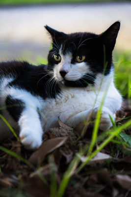 躺在树下乘凉的奶油猫猫