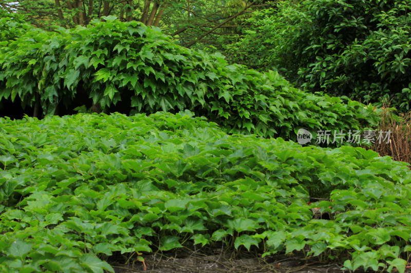 花草植物绿色背景