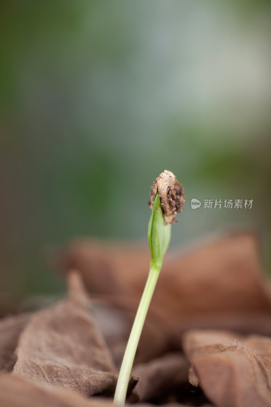 枯黄树叶中长出来春天的嫩芽