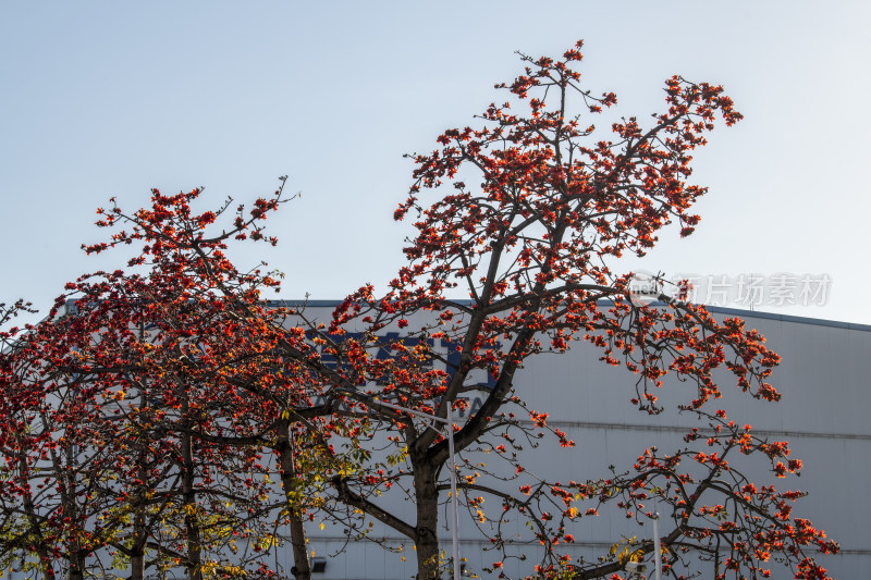春天南粤盛开的木棉花