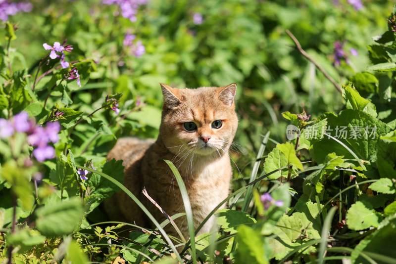 公园花丛里的宠物猫金渐层