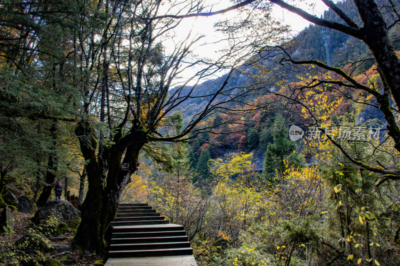 九寨沟秋色山林栈道