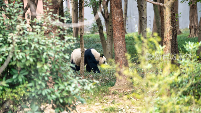 成都大熊猫繁育研究基地行走中的大熊猫