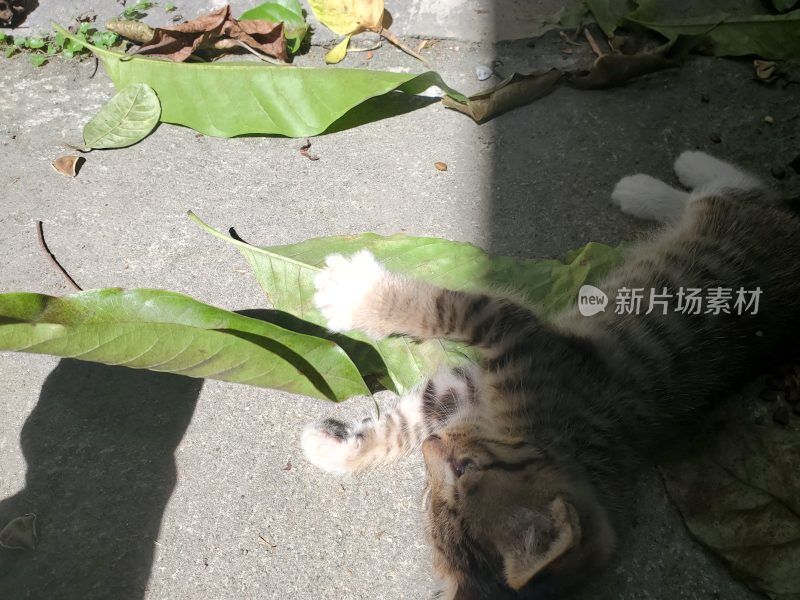 猫的动作