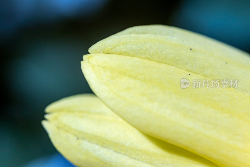 菊花特写