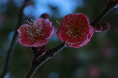 梅花微距