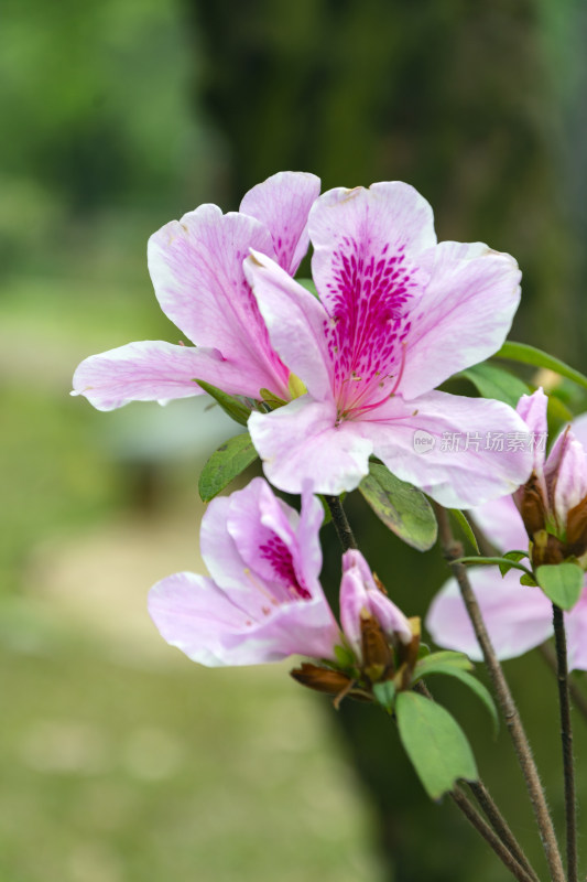 粉色杜鹃花