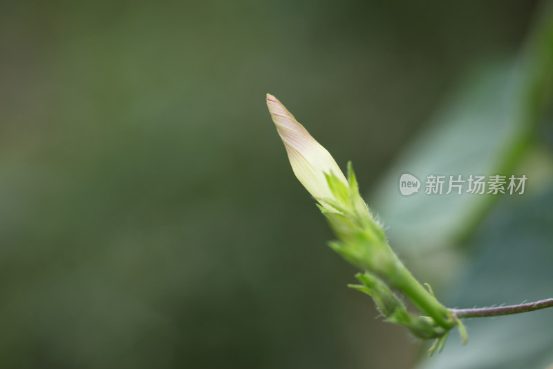 牵牛花花骨朵特写镜头