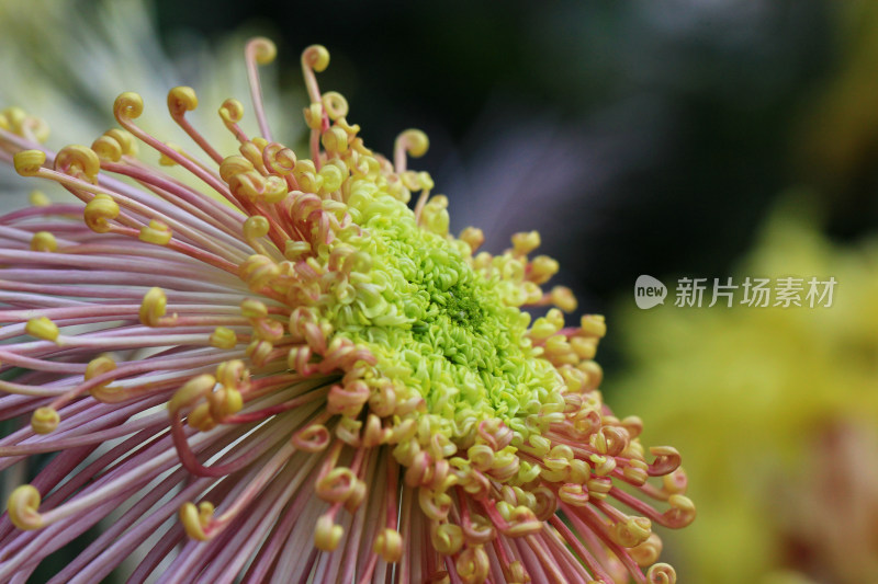 鲜艳的菊花