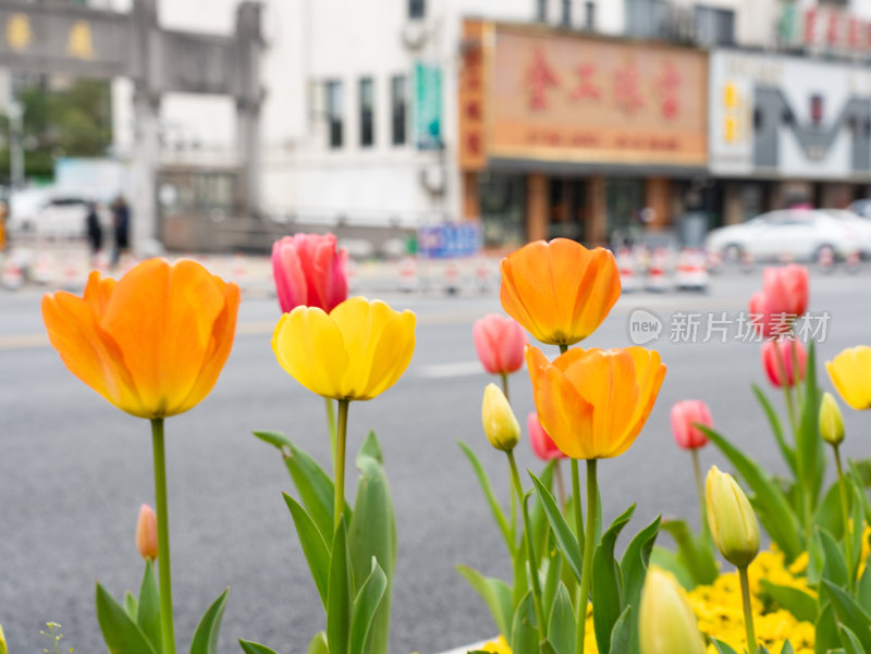 盛开的郁金香花