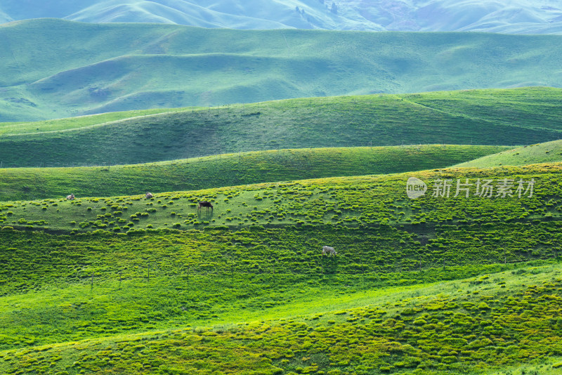 夏天绿色的新疆伊犁阿克塔斯草原