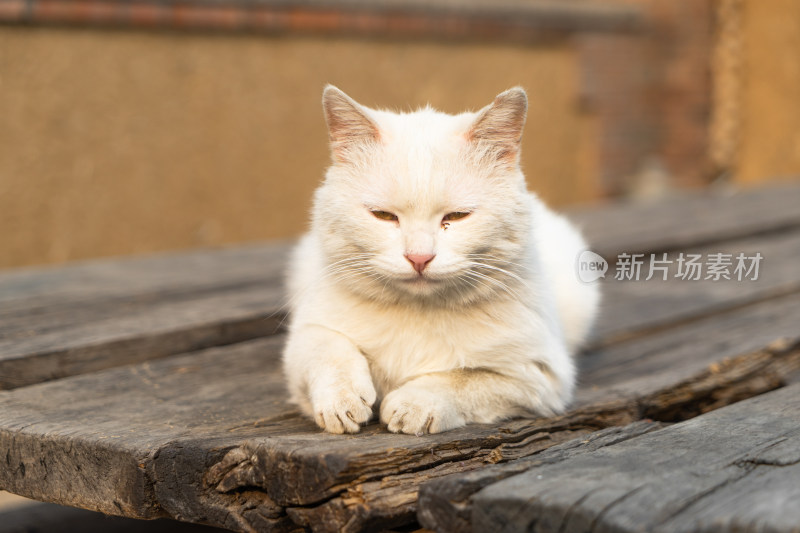 白猫趴在老旧的木桌上晒太阳