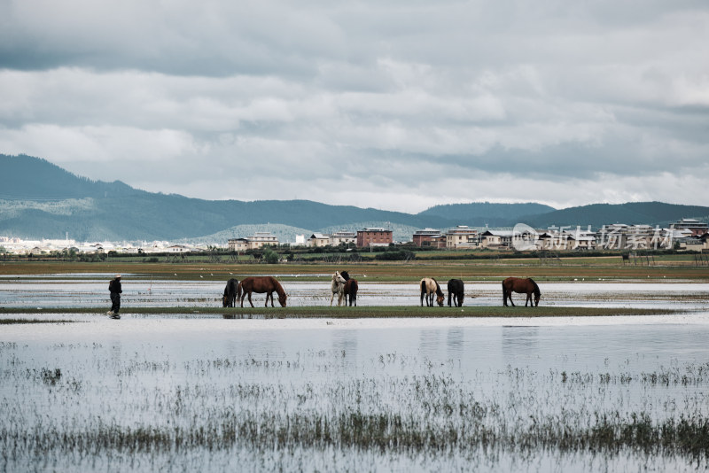 香格里拉纳帕海草原风景区的马匹