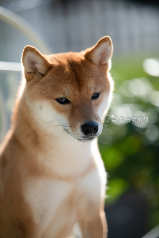 一只柴犬的头部特写