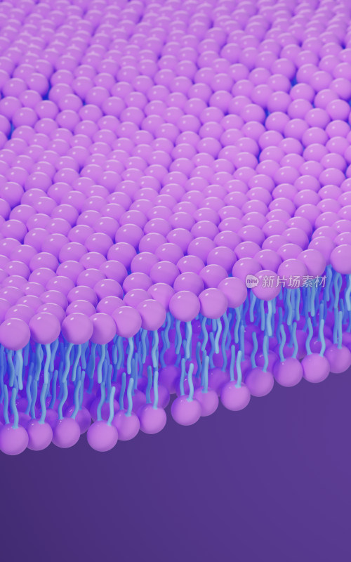 磷脂双分子层细胞膜3D渲染