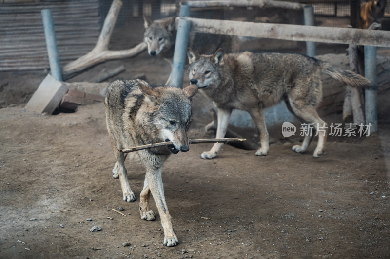 狼饲养狼观赏动物狼叼着木棍