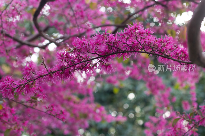 杭州曲院风荷的红花檵（ji）木盛开的景观