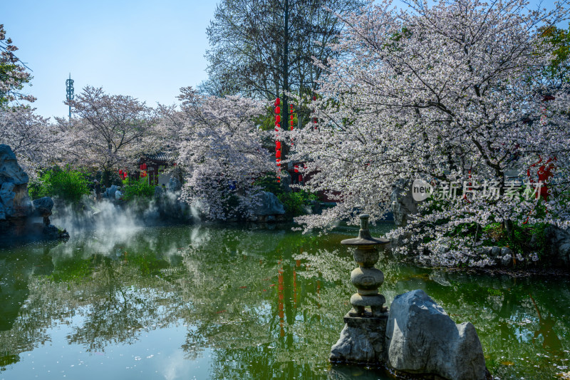 湖北武汉春季东湖樱花园园林风光