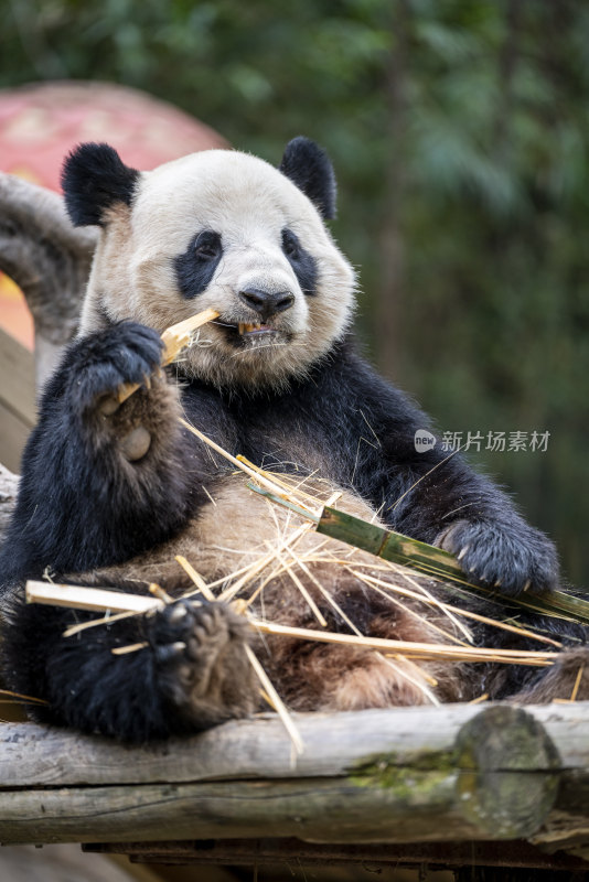 野生动物园里正在吃竹子的大熊猫