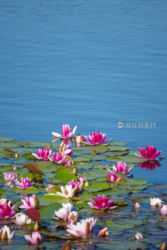 夏天莲花池里盛开的粉色睡莲风景