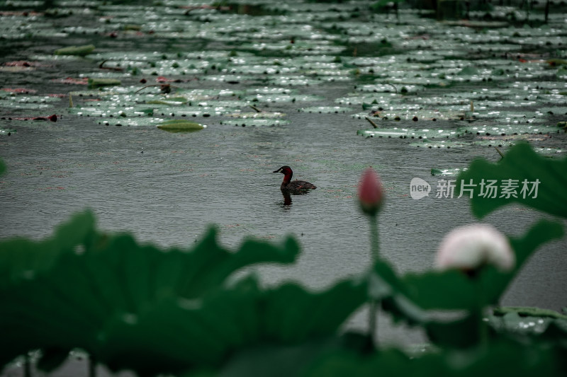 雨后荷花