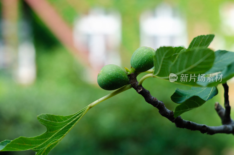 树上结着两颗无花果特写