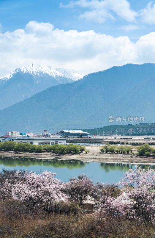 西藏林芝的雪山下的桃花