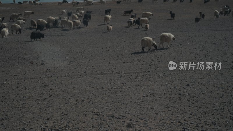 西藏当惹雍措