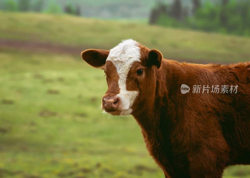 野生动物园野牛奶牛