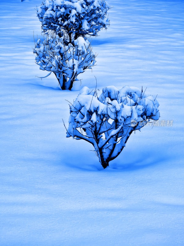 雪后户外被积雪覆盖的树木景象