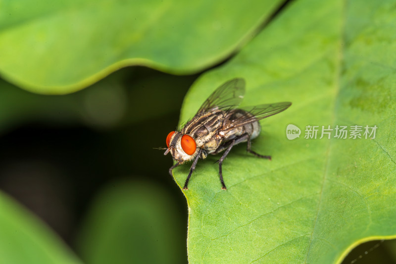 红眼苍蝇特写