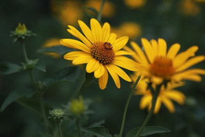 野雏菊花系列