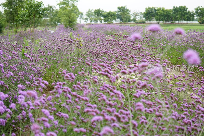 花草花卉