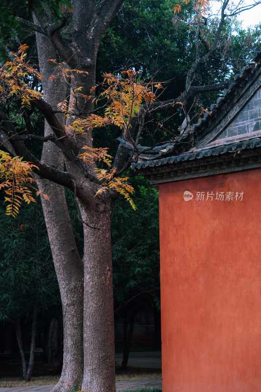 云南旅游大理洱海蒙自弥勒建水元阳梯田景区