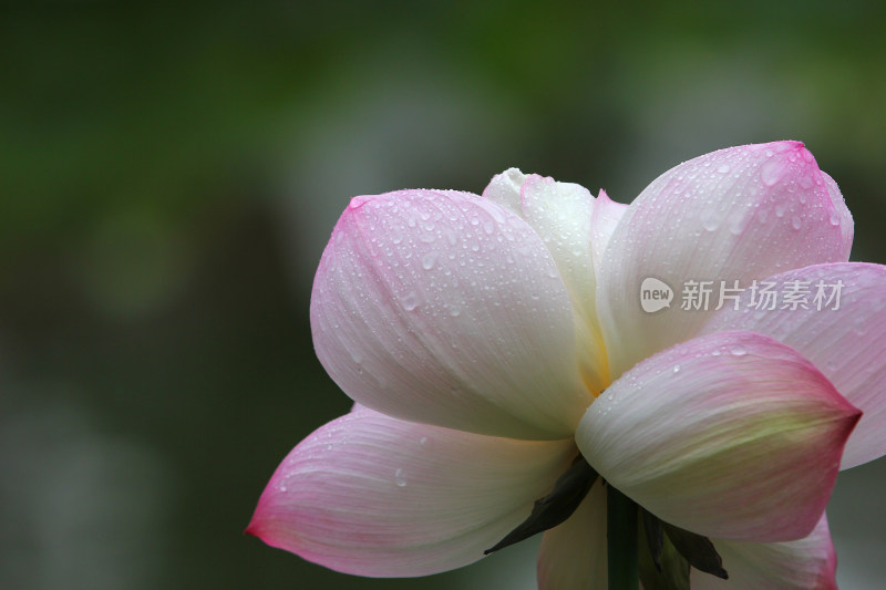 夏日雨后荷花上的水滴水珠