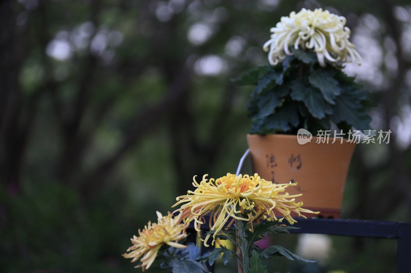 黄色菊花 白色菊花 金丝菊花 