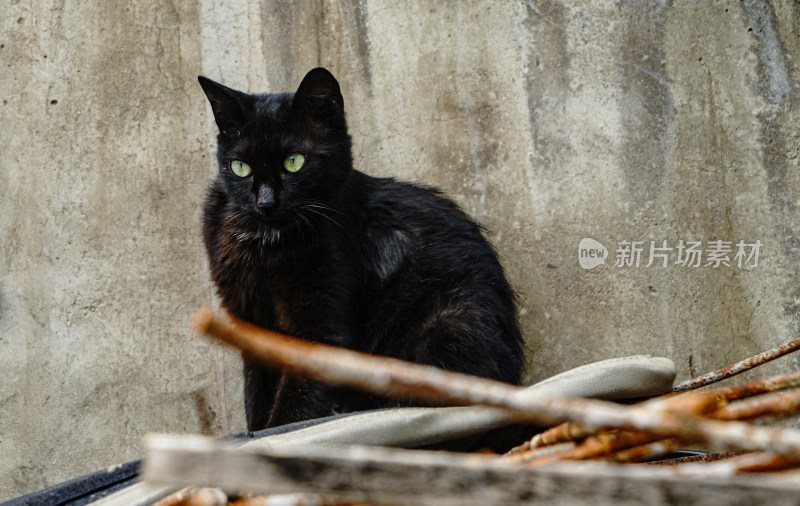 黑猫流浪猫