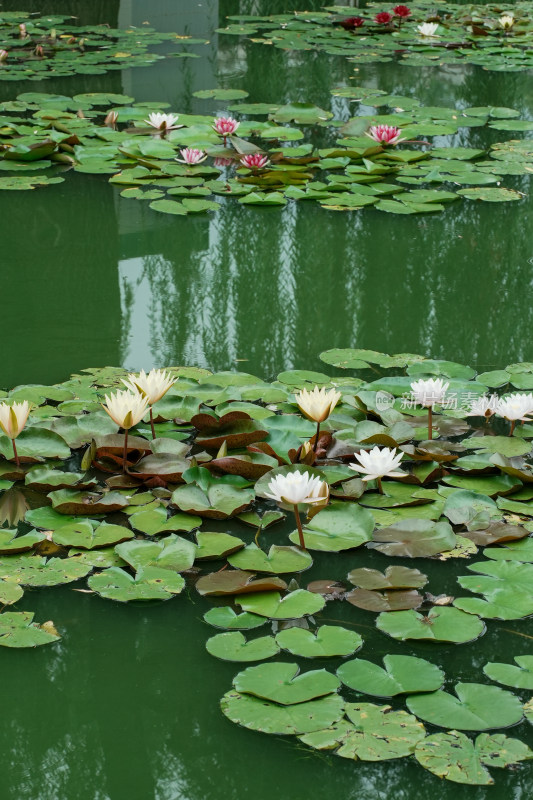 北京国家植物园睡莲