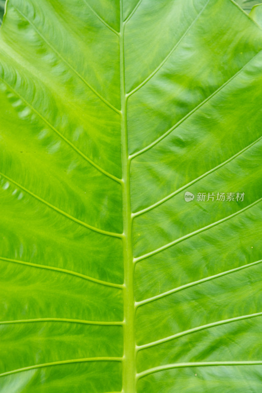 绿色植物叶片特写