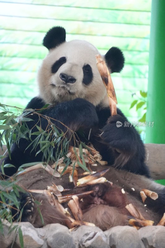 大熊猫坐卧进食竹子