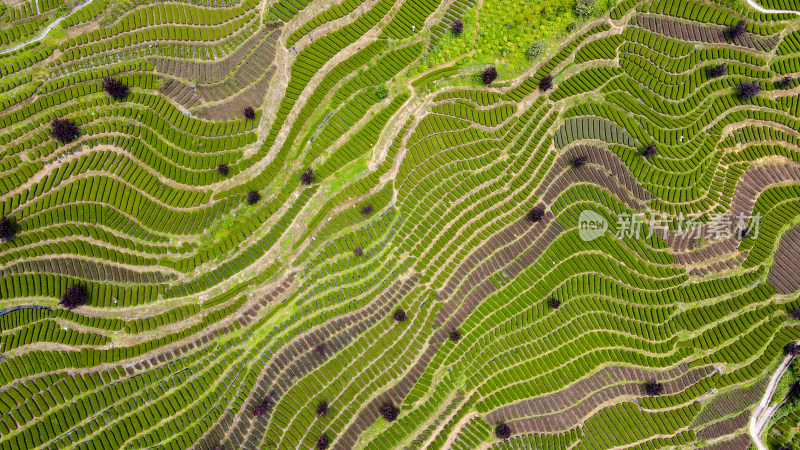 大自然茶园茶叶茶山美景景色航拍