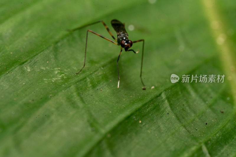 绿叶上的昆虫