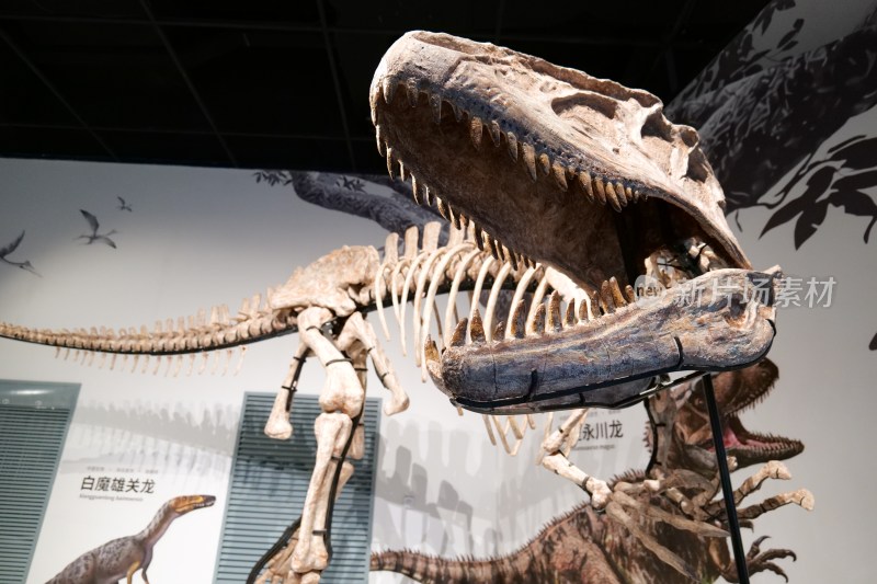 成都自然博物馆恐龙化石