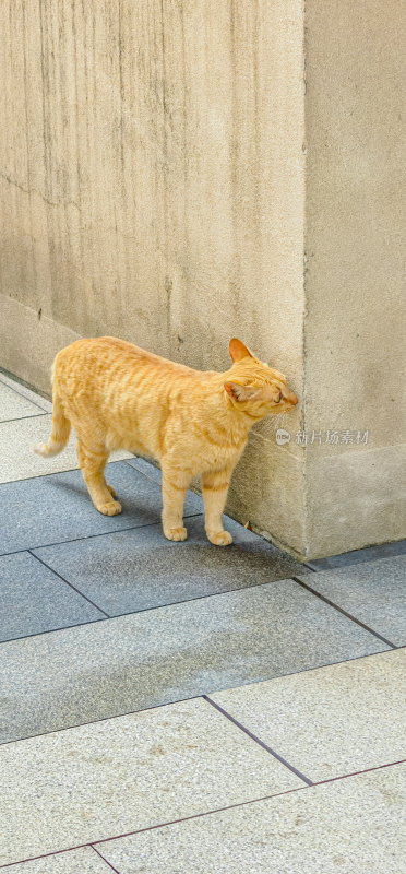 路边的橘猫